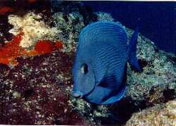 [Blue Tang]