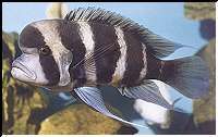 Banded Butterfly Fish