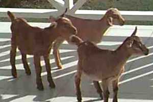 [goats]