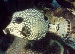 [Trunk Fish]