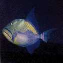 Trigger Fish, click for more