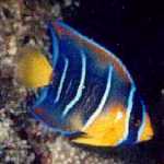 [Click to see more Anguillian fish!]